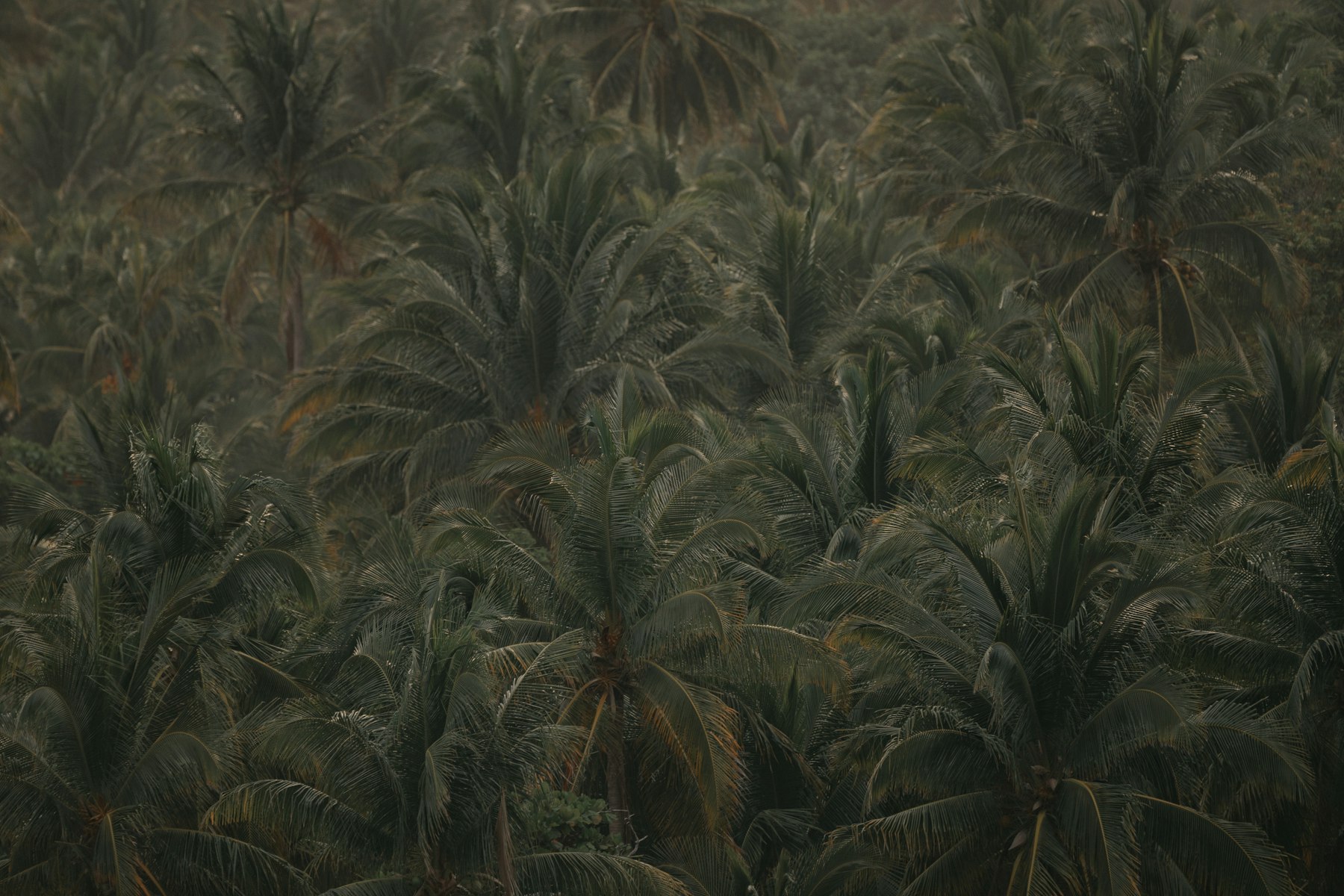 Photo by Ivana Cajina on Unsplash Coir drying yard, Tamil Nadu
