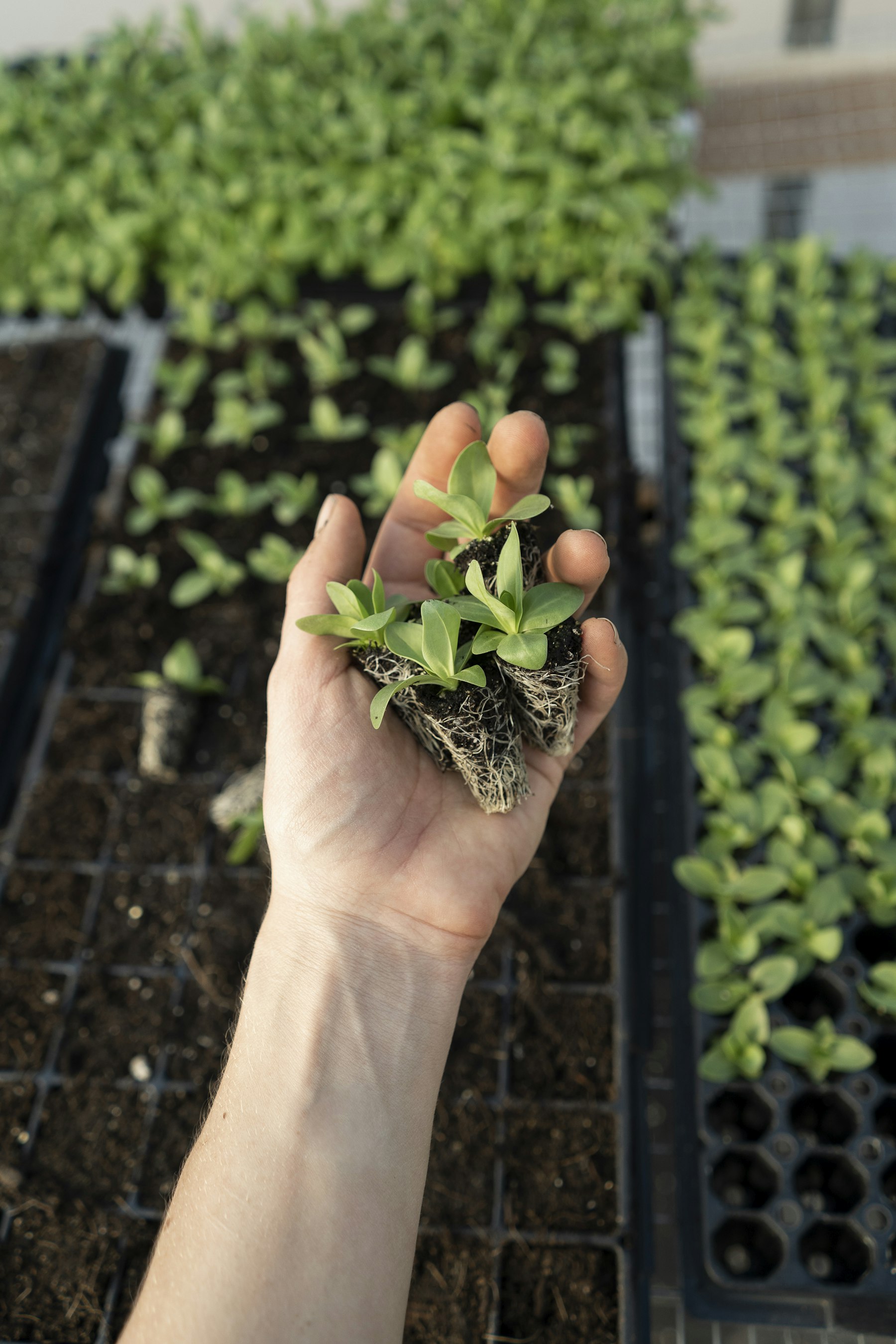 Seedling photo