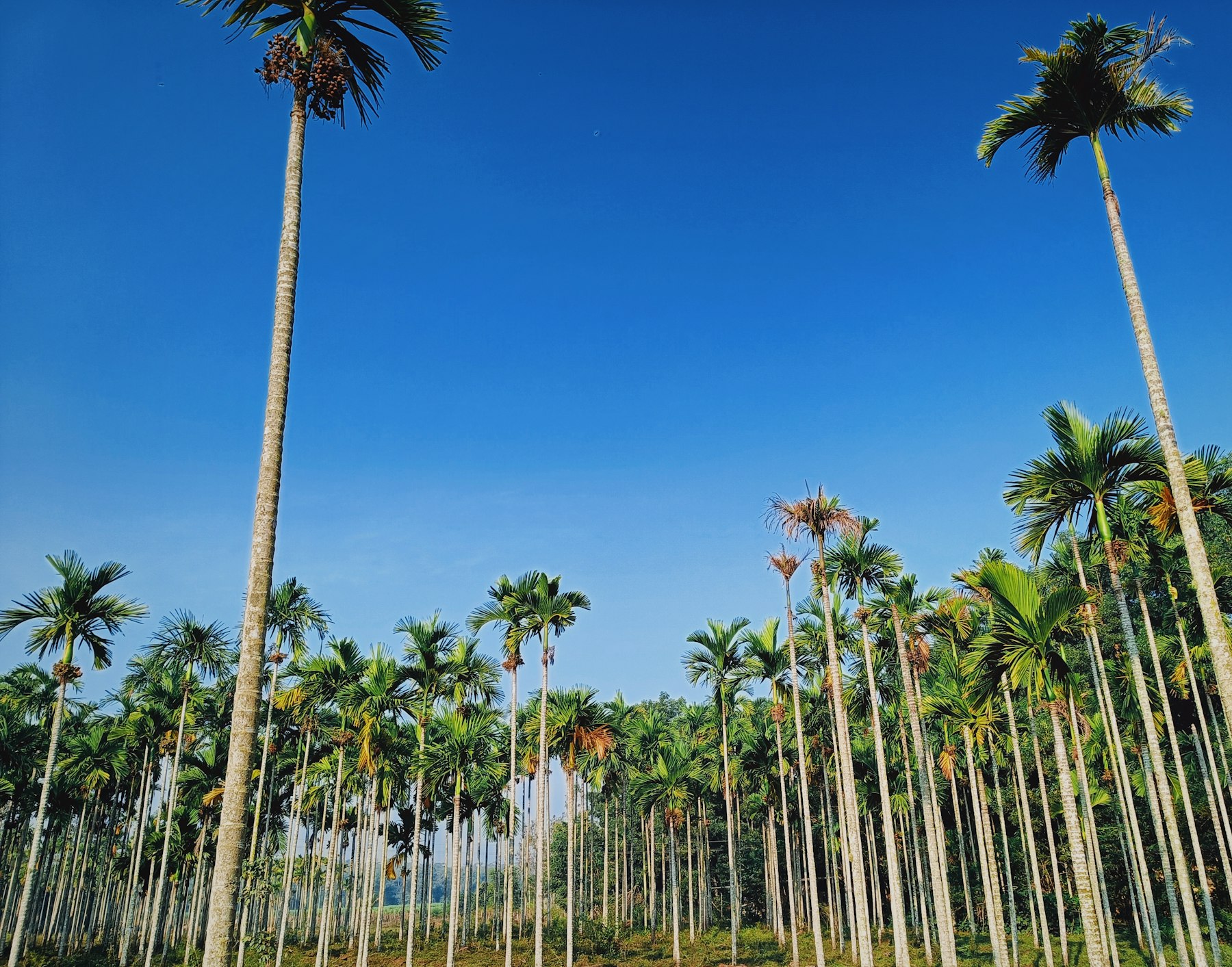 Photo by Sid Mahale on Unsplash Coconut palms