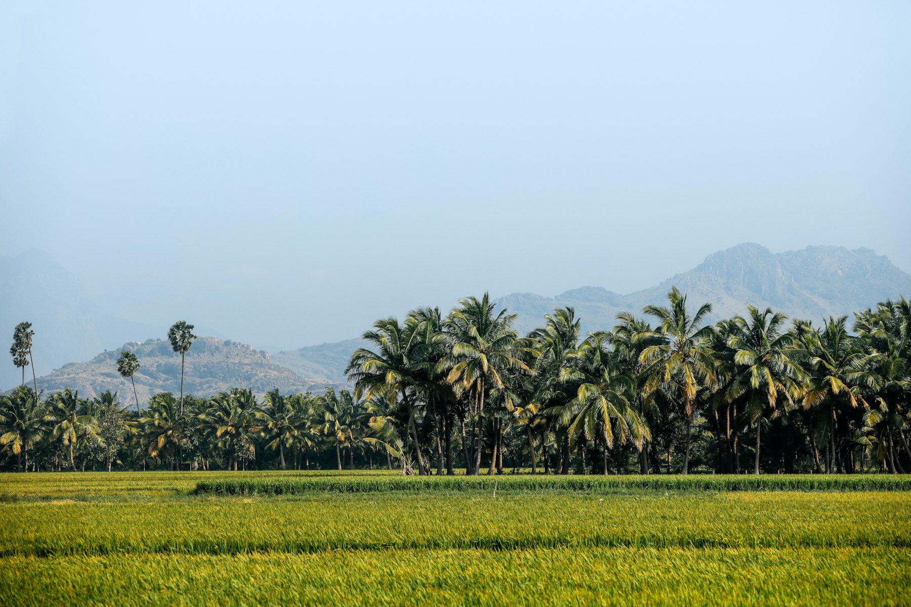 Coconut plantation in Tamil Nadu