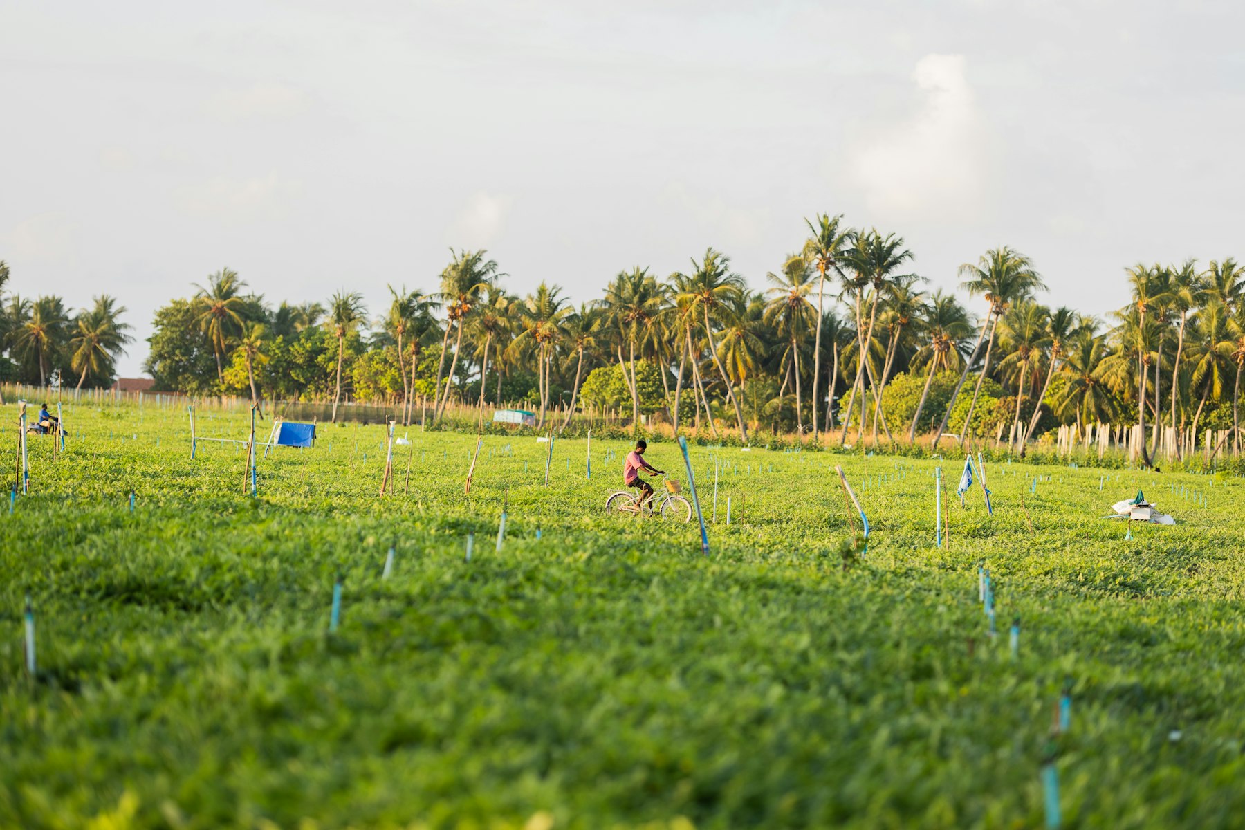 Photo by Adam Juman on Unsplash Farmers with coconut husks